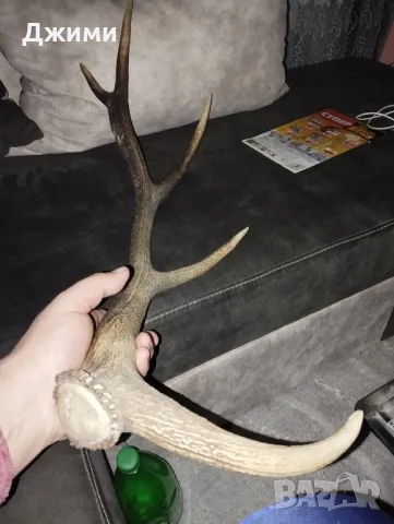 масивен плътен рог, снимка 1