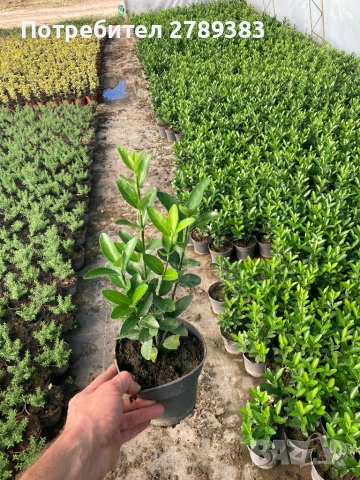 Евонимус , зелен , бяло зелен , жълто зелен, снимка 3 - Градински цветя и растения - 53071393