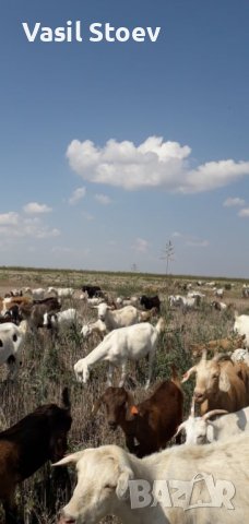 Стадо кози, снимка 2 - Кози - 44474118