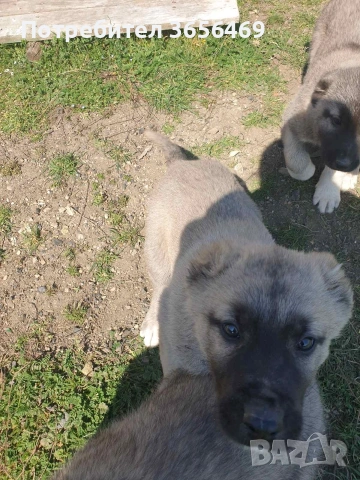 Породисти КАНГАЛИ., снимка 3 - Кангал - 53622874