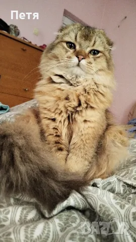 За разплод. Шотландски дългокосмест клепоух. , снимка 3 - Британска късокосместа - 48632292