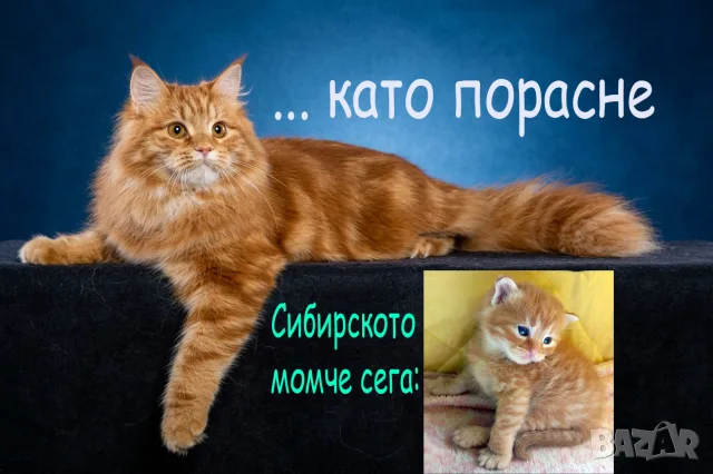 Сибирски котенца, сибирче, хипоалергично, коте, сибирска котка, снимка 15 - Сибирски - 56132083
