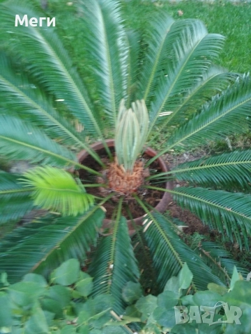 Палма финикова, от Португалия, порасна 13 години в Бьлгариа, много добре се расте.Висока 1.30., снимка 3 - Градински цветя и растения - 52178700