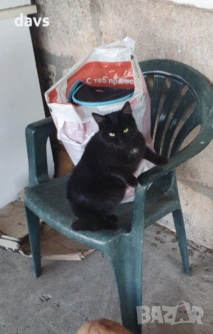Черна котка на 6 месеца търси дом, снимка 2 - Други - 53116660