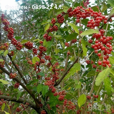 Поантила - Pointilla , снимка 3 - Разсади - 47004138