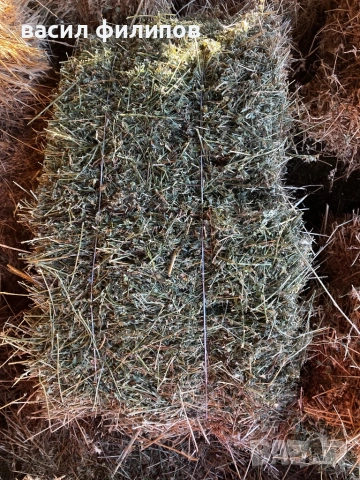 Люцерна , снимка 6 - За селскостопански - 52979185