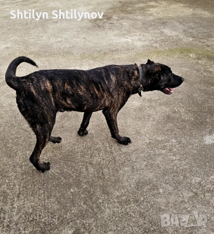 КанеКорсо x Алабай , снимка 2 - Кане корсо - 53179182