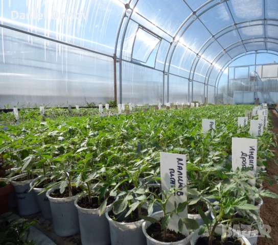 Домат ЧЕРВЕН ГИГАНТ + още над150 сорта домати, снимка 2 - Разсади - 53716352