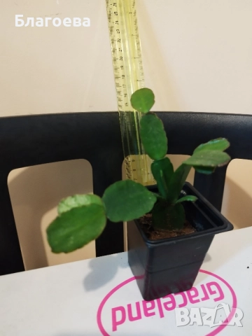 Великденче оранжево 