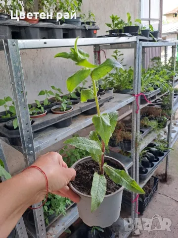 Кампанула камбанка и кампанула гломерата , снимка 7 - Градински цветя и растения - 50331205