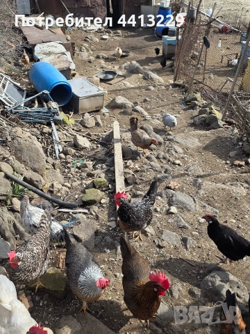 ярки ,кокошки, снимка 8 - Кокошки и пуйки - 52887566