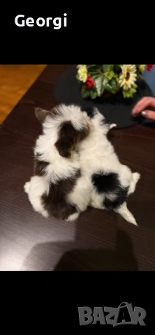 Бивер Йоркширски териер Йорки, снимка 8 - Йоркширски териер - 53422840