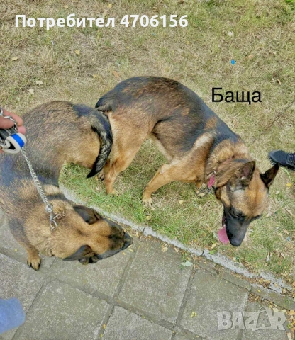 Белгийски овчарки , снимка 3 - Белгийска овчарка - 53065021