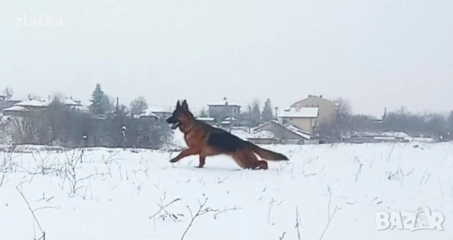 Продавам немска овчарка, снимка 4 - Немска овчарка - 53065375