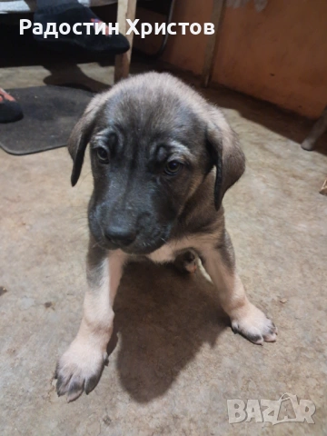 Продавам куче кане корсо, снимка 2 - Кане корсо - 53669842