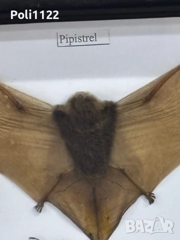 Препарирани прилеп,гущер и бръмбари, снимка 4 - Антикварни и старинни предмети - 50695383