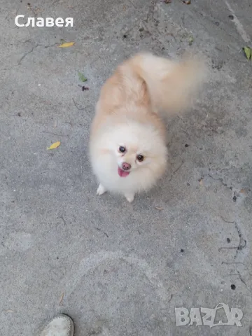 Продавам мини шпиц женски 