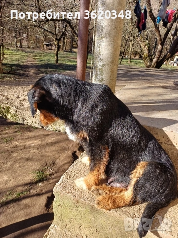 Ловни кучета, снимка 4 - Гонче - 53540922