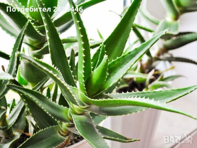 Алое Вера (Aloe), снимка 2 - Стайни растения - 34061197
