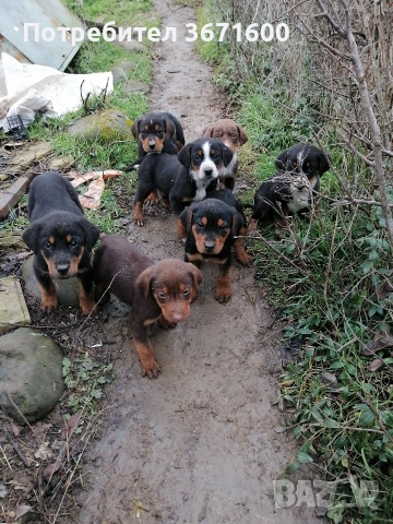 Подарявам гончета, снимка 2 - Гонче - 53395425