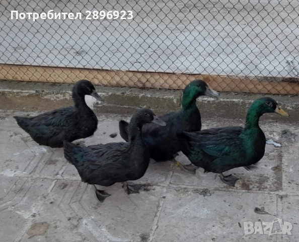 Патици Каюга