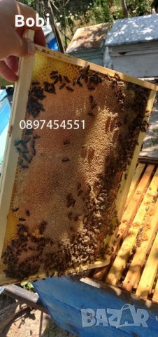 Отводки малки пчелни семейства, снимка 10 - Други животни - 40285876