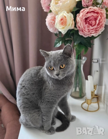 Британско коте, снимка 1