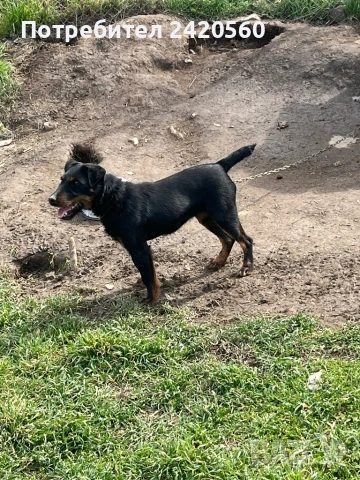 Елитна женска ягдтериер 