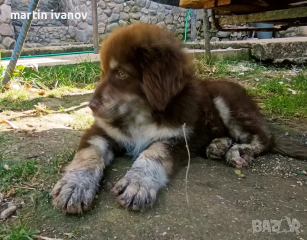 Каракачански кучета, снимка 3 - Ши Тцу - 55906079