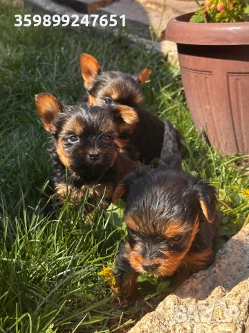 Мини йоркширчета, снимка 1