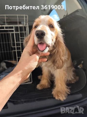 Английски кокер шпаньол 