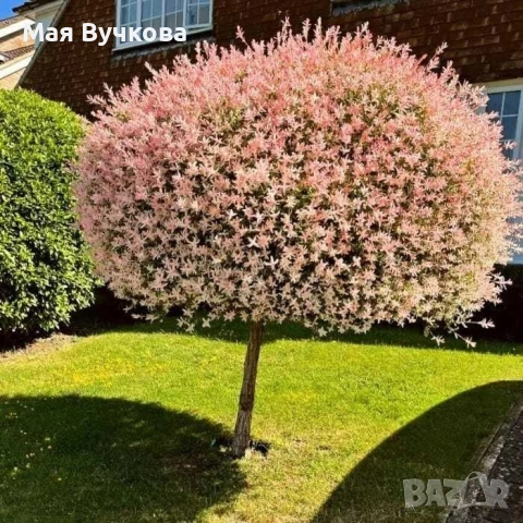 Комплект 2бр върби - плачеща и пъстролиста, снимка 3 - Градински цветя и растения - 53060106