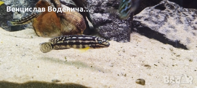 Продавам Цихлиди , снимка 4 - Рибки - 53512861