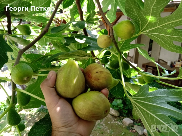 Смокини в кофичка., снимка 6 - Градински цветя и растения - 53482212