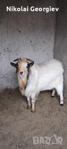 Мини холандски козел 