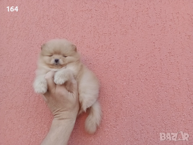 Мъжки Померан. Реални снимки!, снимка 6 - Померан - 52665520