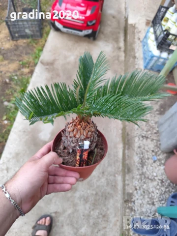 ЦИКАС, снимка 5 - Разсади - 48406396