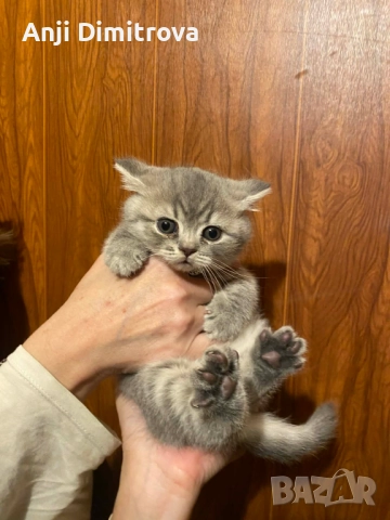 Британска късокосместа., снимка 16 - Британска късокосместа - 52314419