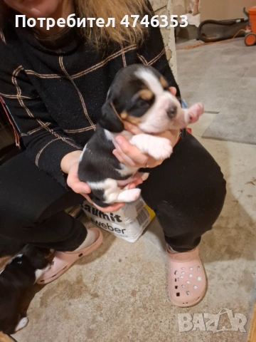 Бигъл, снимка 5 - Бигъл - 53593128