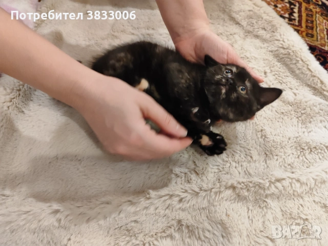 късокосмести Британски котета, снимка 4 - Британска късокосместа - 53731275