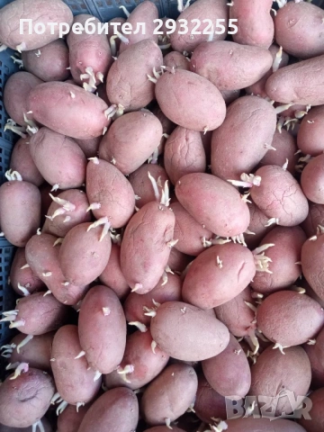 Червени картофи за семе рътени , снимка 3 - Сортови семена и луковици - 53755994