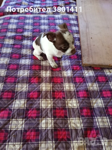 Домашни любимци