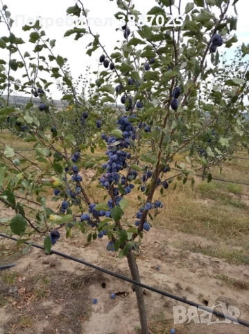 Продавам овощна градина, снимка 3 - Земеделска земя - 53276425