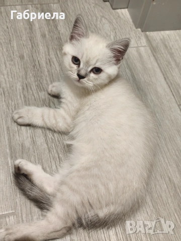 Британско късокосместо котенце , снимка 4 - Британска късокосместа - 52920975