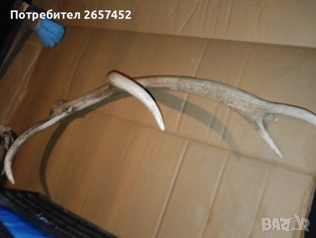 Рог от елен , снимка 2 - Декорация за дома - 53842371