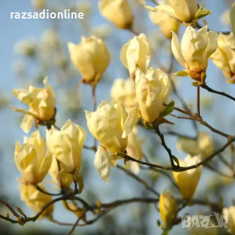 Магнолия 'Yellow Lantern' 