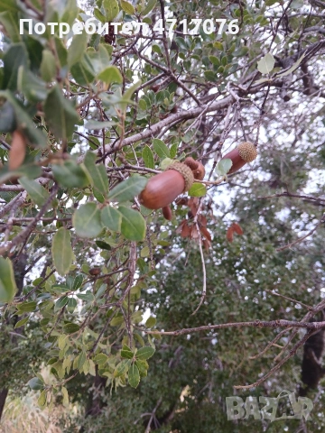семена от каменен дъб , снимка 2 - Сортови семена и луковици - 53201685