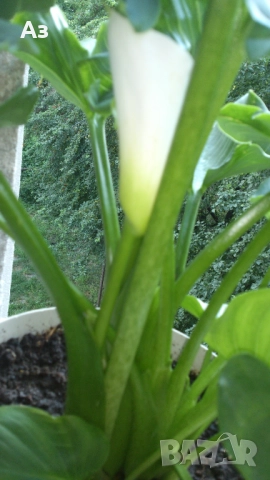 Продавам Цветя Кала за дома - големи, снимка 7 - Разсади - 36583992