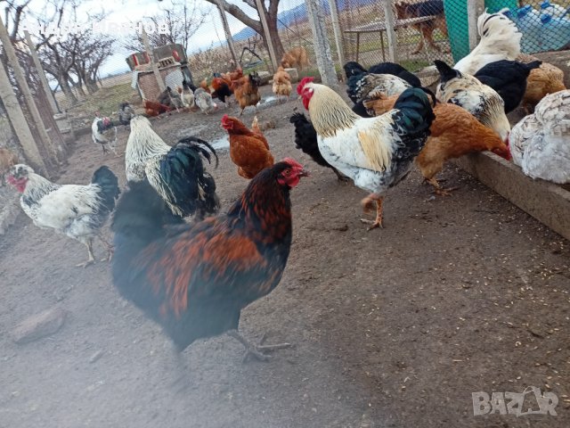 Яйца от домашни свободни кокошки за консумация и за разплод., снимка 15 - други­ - 35785868