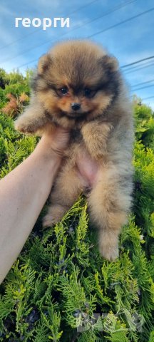 Померан померанче, снимка 5 - Померан - 41146198